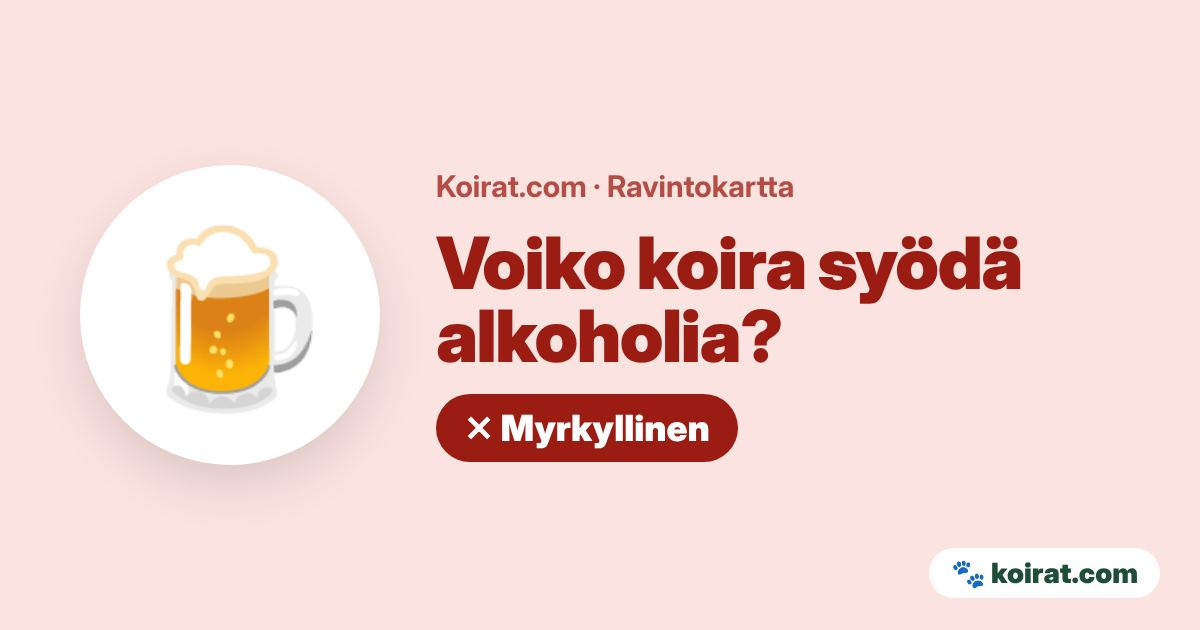 Voiko koira syödä alkoholia? Ei, myrkyllistä