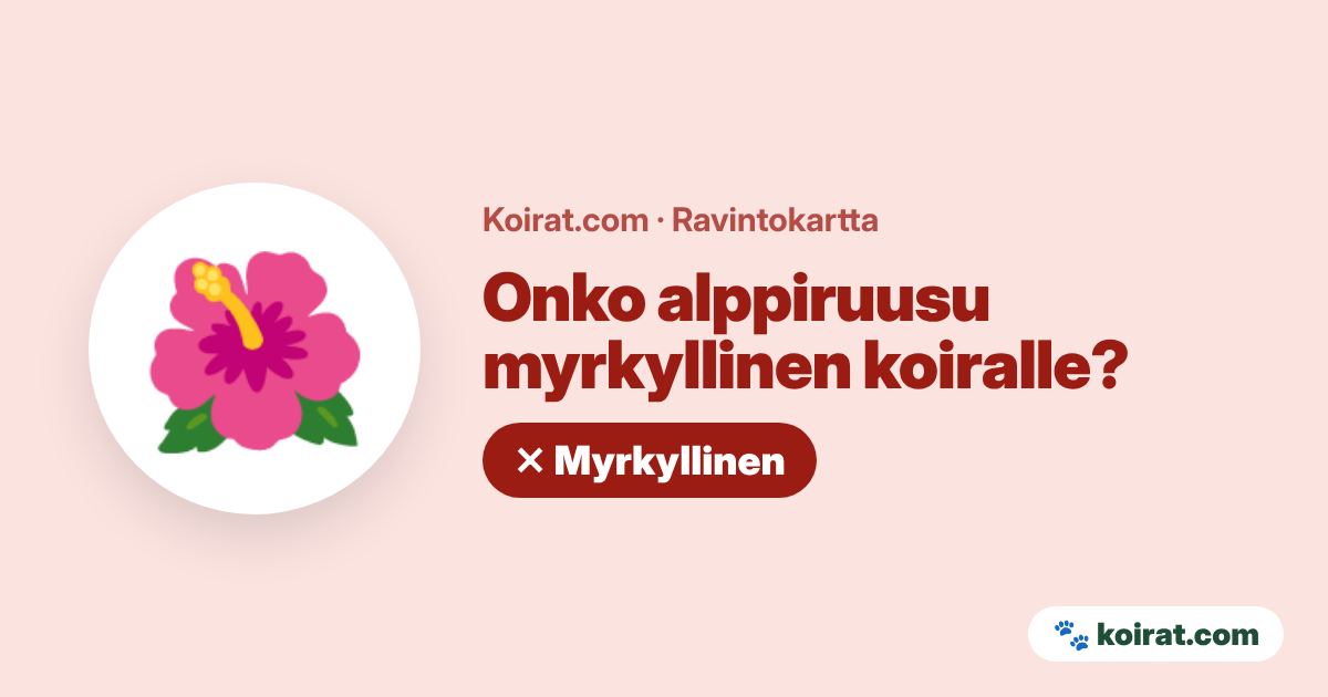 Onko alppiruusu myrkyllinen koiralle? Kyllä, myrkyllinen