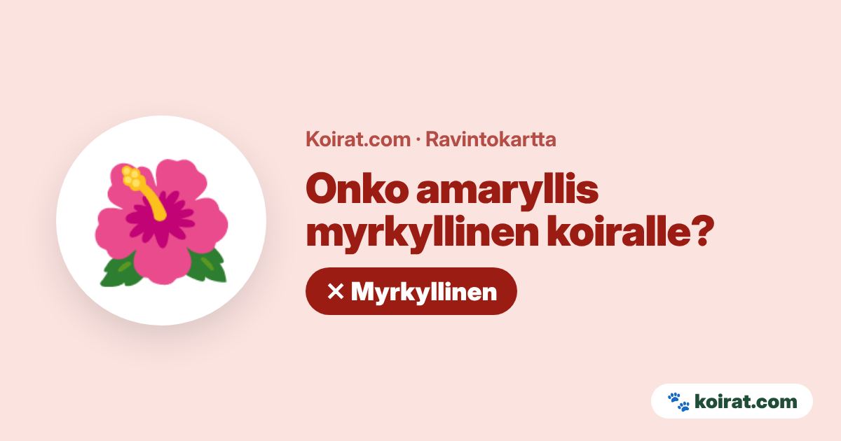 Onko amaryllis myrkyllinen koiralle? Kyllä, myrkyllinen