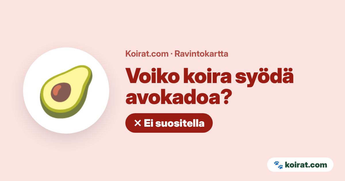 Voiko koira syödä avokadoa? Ei