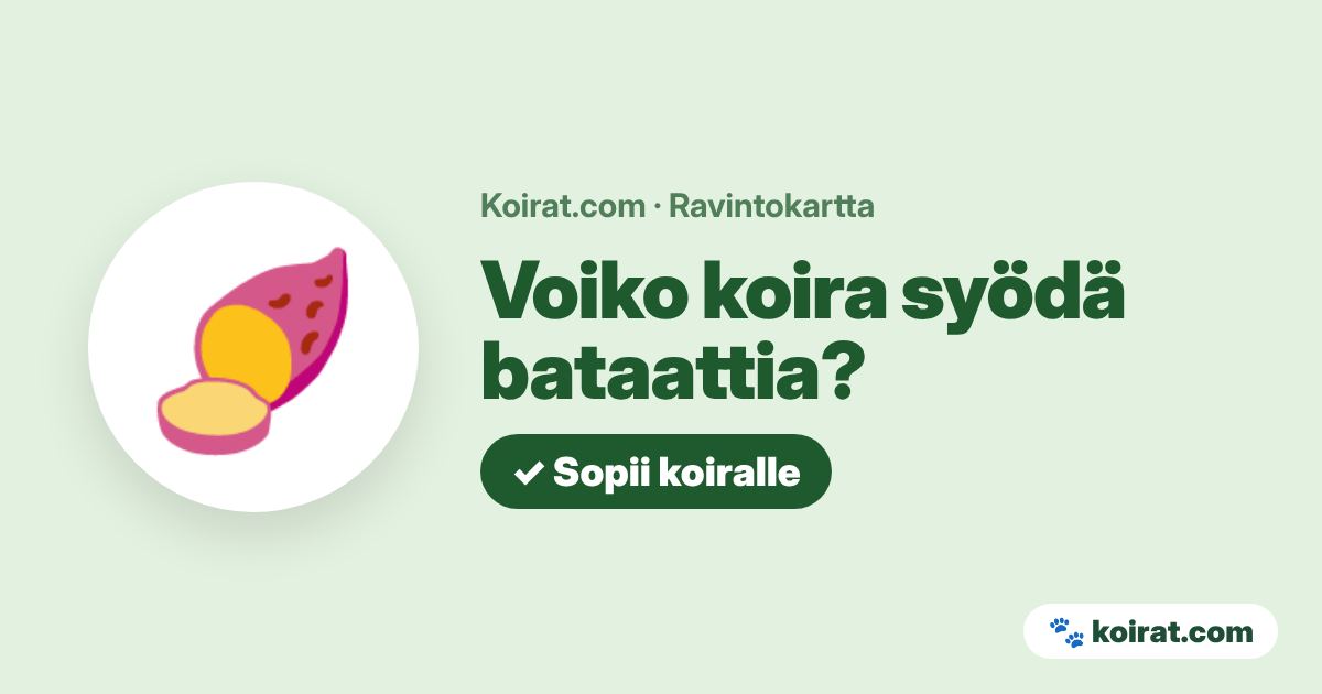 Voiko koira syödä bataattia? Kyllä