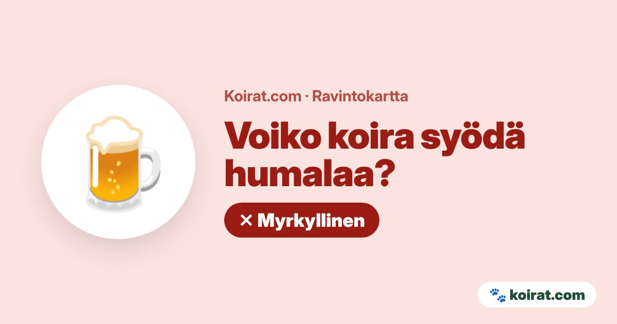 Voiko koira syödä humalaa? Ei, myrkyllistä