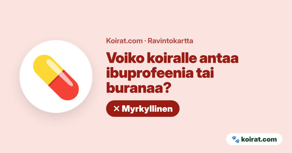 Voiko koiralle antaa ibuprofeenia tai buranaa? Ei, myrkyllistä