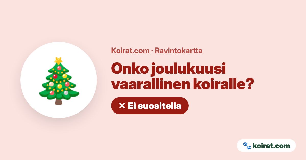 Onko joulukuusi vaarallinen koiralle? Vaarallinen