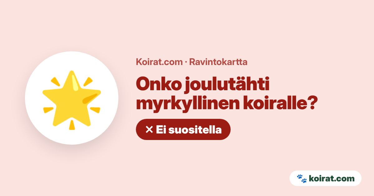 Onko joulutähti myrkyllinen koiralle? Lievästi myrkyllinen