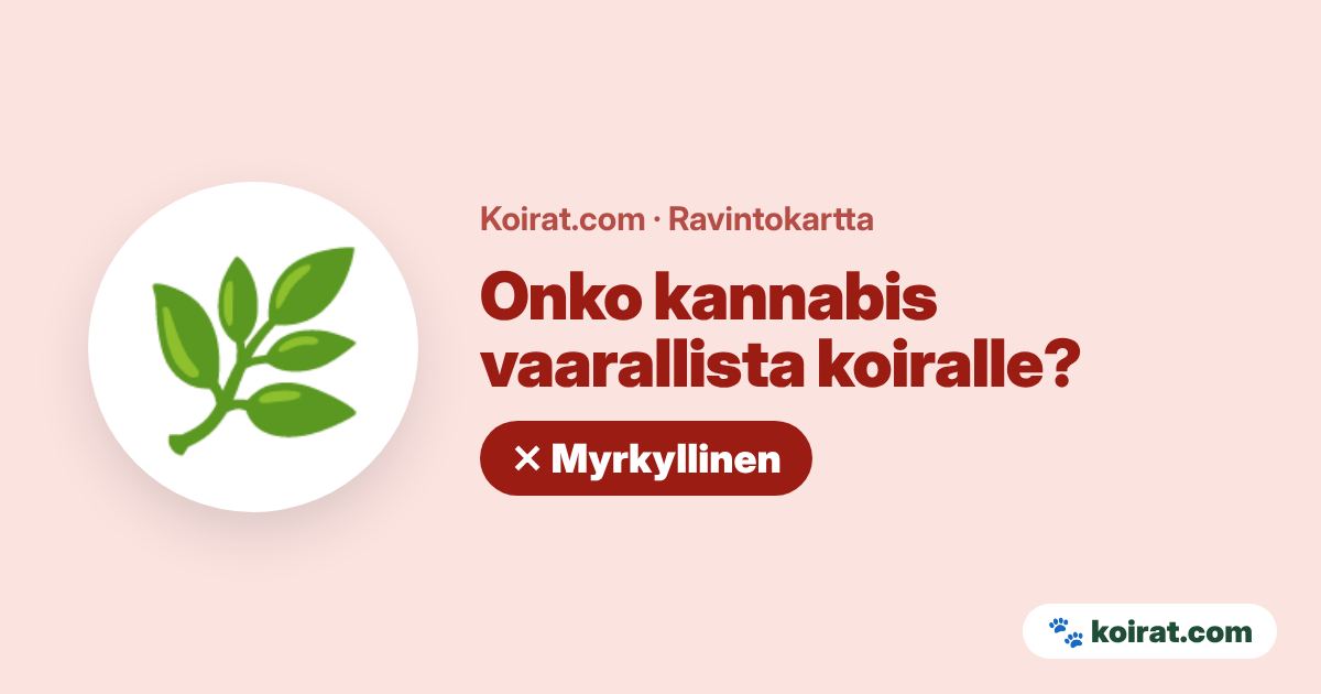 Onko kannabis vaarallista koiralle? Kyllä, myrkyllinen