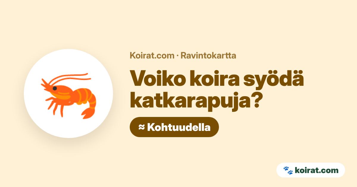 Voiko koira syödä katkarapuja? Kohtuudella