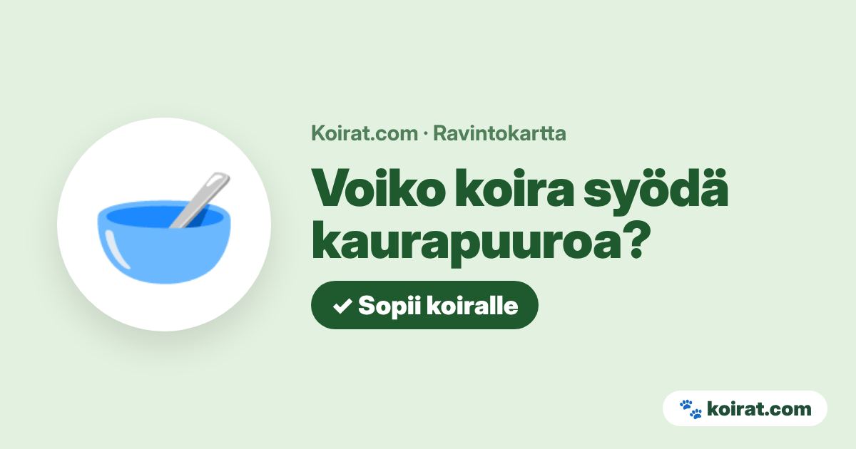 Voiko koira syödä kaurapuuroa? Kyllä