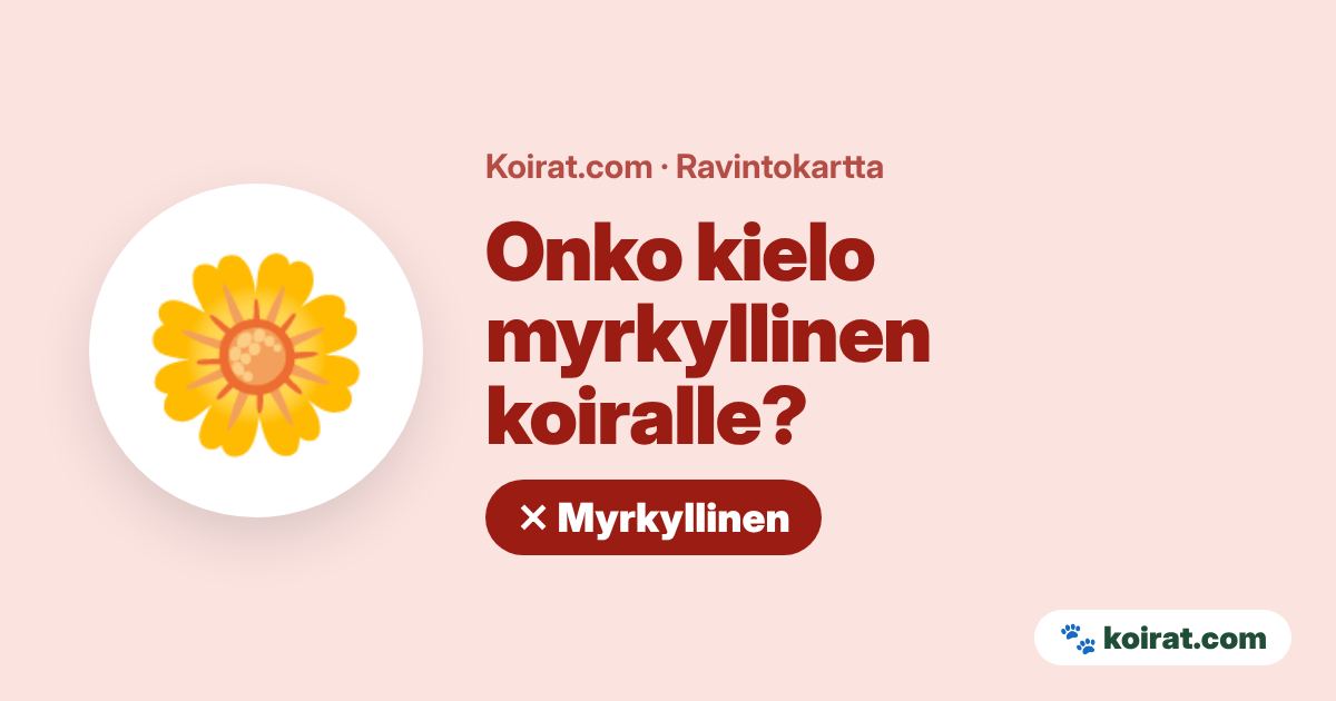 Onko kielo myrkyllinen koiralle? Kyllä, myrkyllinen