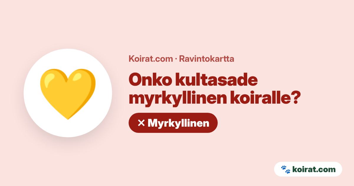 Onko kultasade myrkyllinen koiralle? Kyllä, myrkyllinen