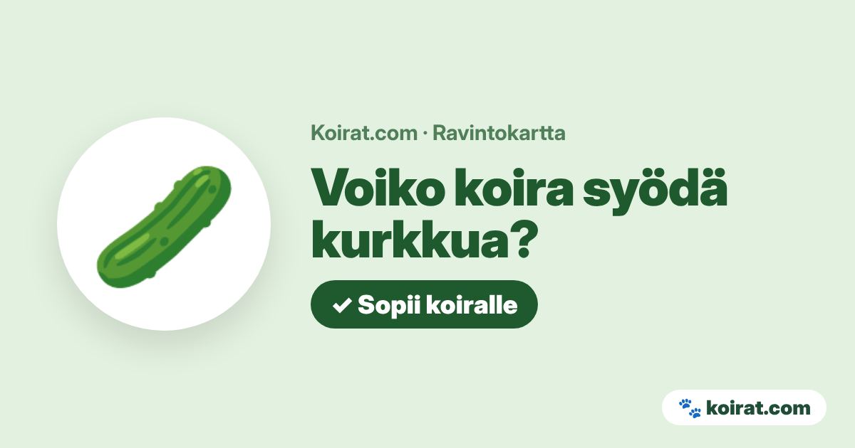 Voiko koira syödä kurkkua? Kyllä