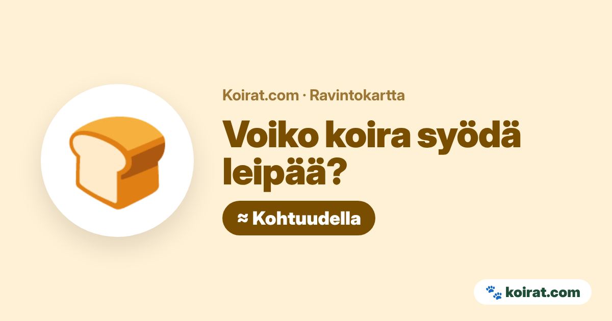 Voiko koira syödä leipää? Kohtuudella