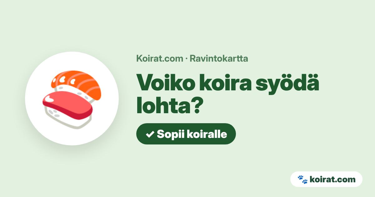 Voiko koira syödä lohta? Kyllä