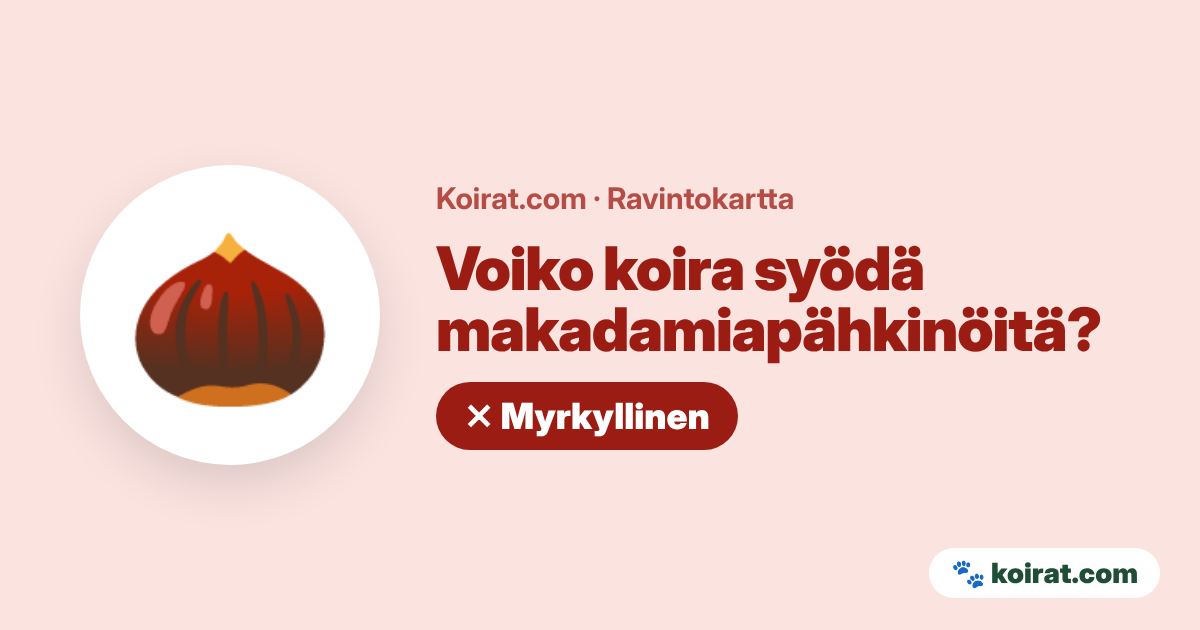 Voiko koira syödä makadamiapähkinöitä? Ei, myrkyllistä