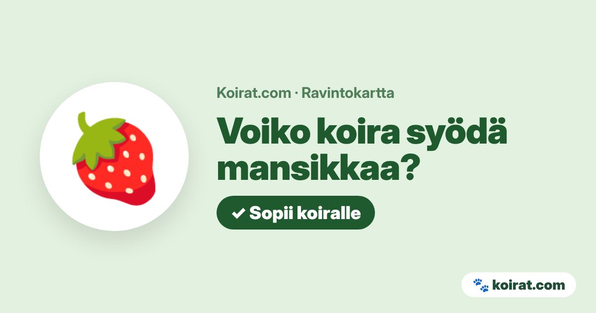 Voiko koira syödä mansikkaa? Kyllä