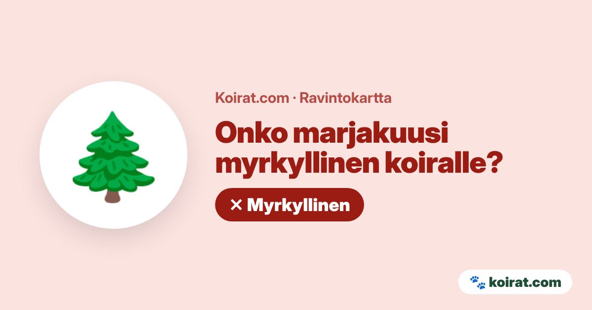 Onko marjakuusi myrkyllinen koiralle? Kyllä, myrkyllinen