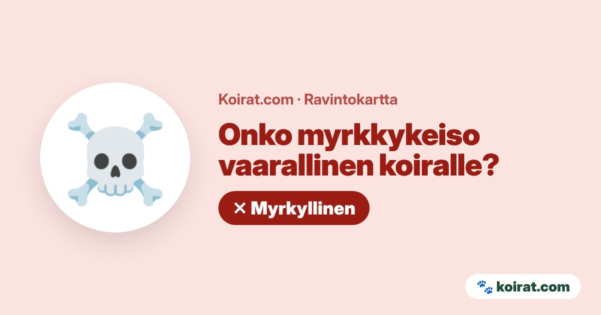 Onko myrkkykeiso vaarallinen koiralle? Kyllä, myrkyllinen