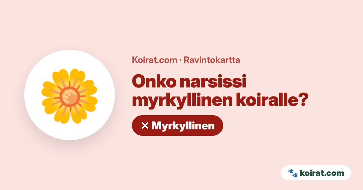 Onko narsissi myrkyllinen koiralle? Kyllä, myrkyllinen