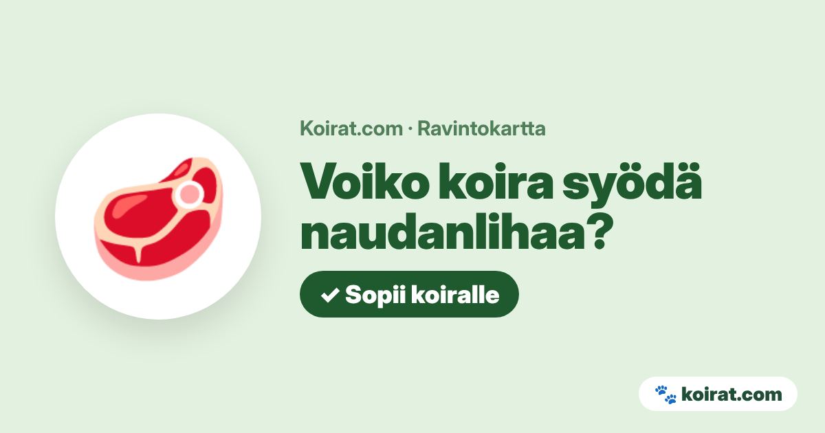 Voiko koira syödä naudanlihaa? Kyllä