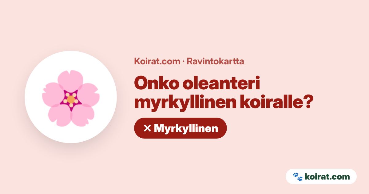 Onko oleanteri myrkyllinen koiralle? Kyllä, myrkyllinen