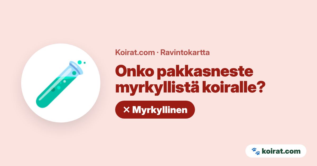 Onko pakkasneste myrkyllistä koiralle? Kyllä, myrkyllinen