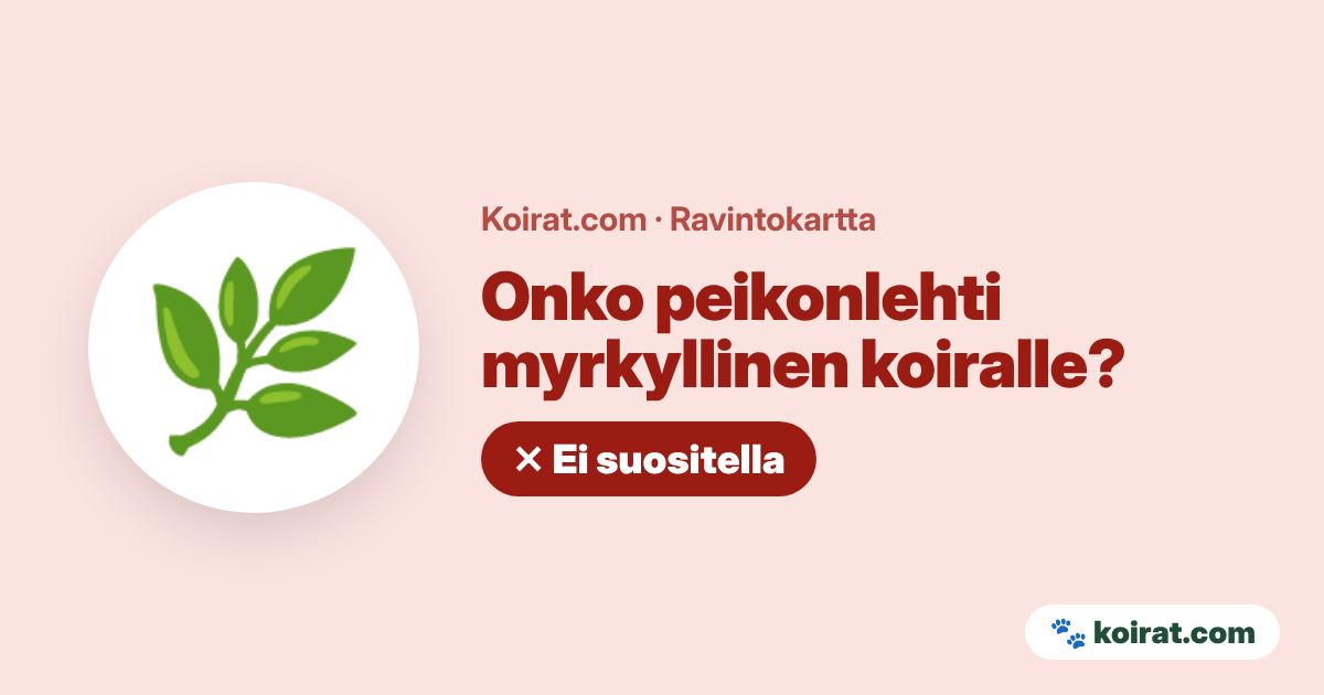Onko peikonlehti myrkyllinen koiralle? Lievästi myrkyllinen