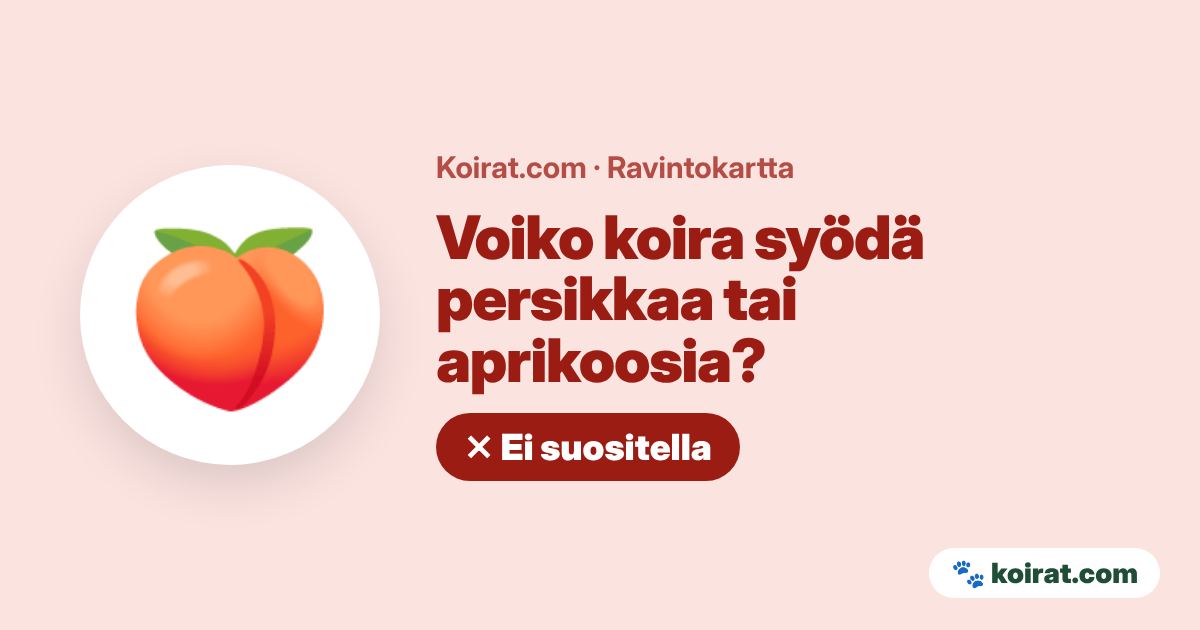 Voiko koira syödä persikkaa tai aprikoosia? Ei