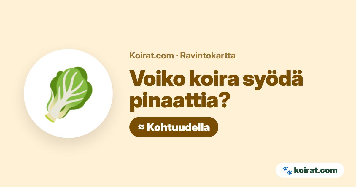 Voiko koira syödä pinaattia? Kohtuudella