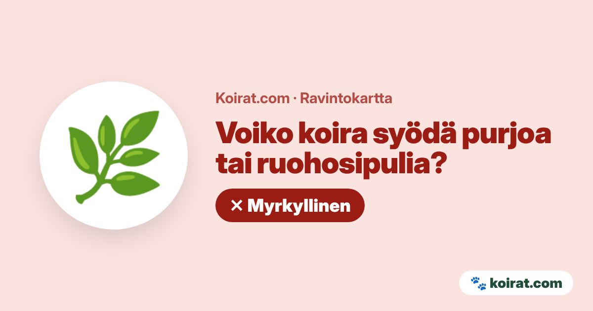 Voiko koira syödä purjoa tai ruohosipulia? Ei, myrkyllistä