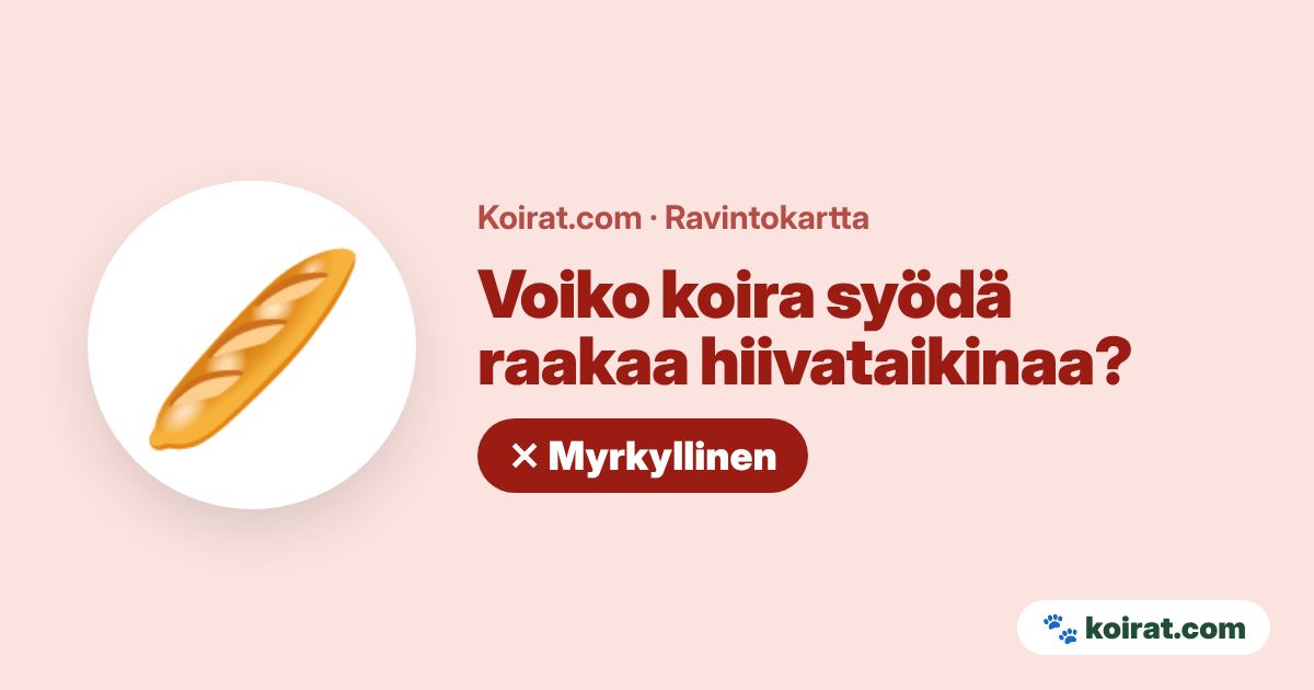 Voiko koira syödä raakaa hiivataikinaa? Ei, myrkyllistä