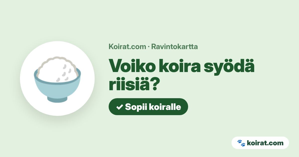 Voiko koira syödä riisiä? Kyllä