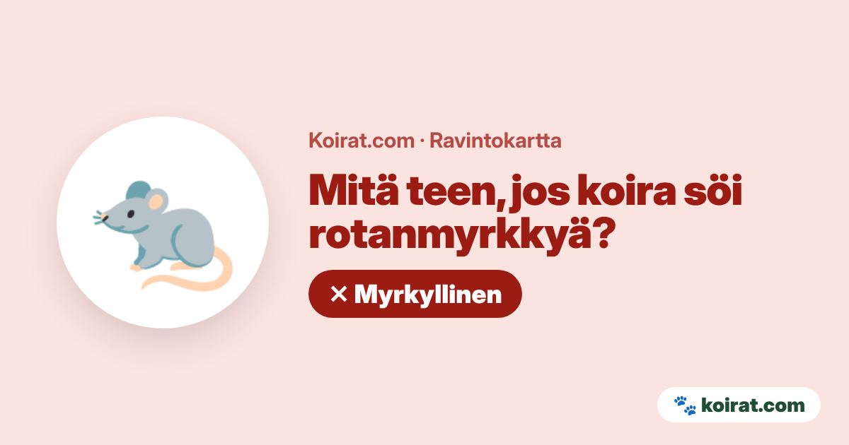 Mitä teen, jos koira söi rotanmyrkkyä? Toimi heti