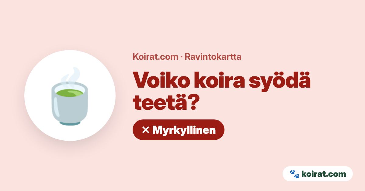 Voiko koira syödä teetä? Ei, myrkyllistä