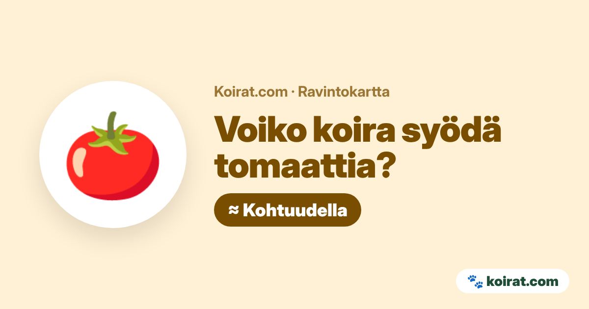 Voiko koira syödä tomaattia? Kohtuudella