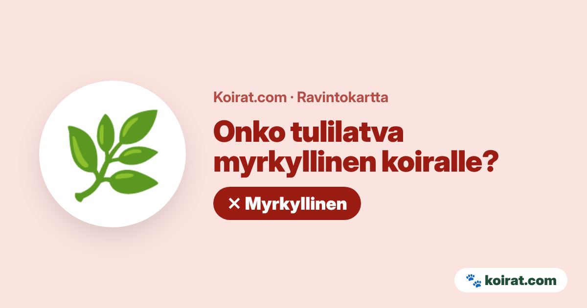 Onko tulilatva myrkyllinen koiralle? Kyllä, myrkyllinen