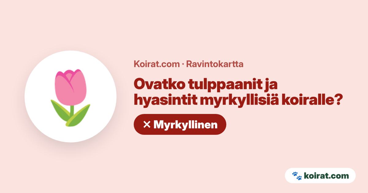 Ovatko tulppaanit ja hyasintit myrkyllisiä koiralle? Kyllä, myrkyllinen