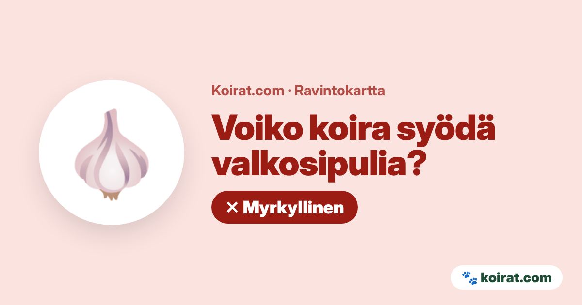 Voiko koira syödä valkosipulia? Ei, myrkyllistä