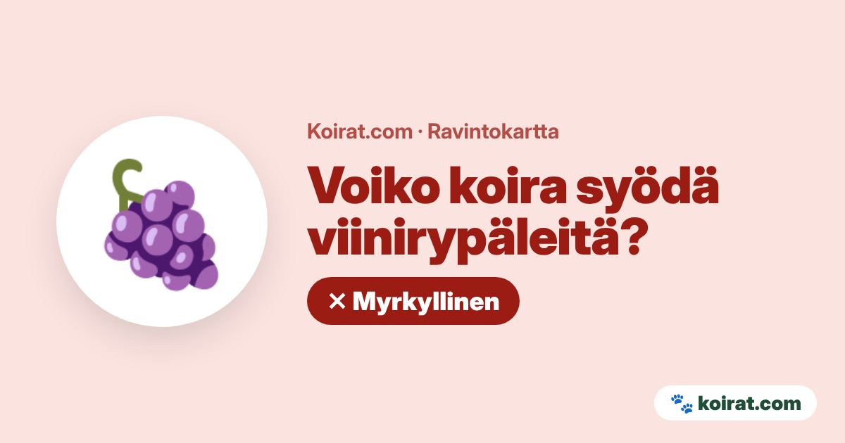 Voiko koira syödä viinirypäleitä? Ei, myrkyllistä
